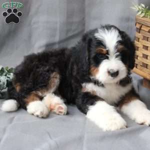 Finn, Bernedoodle Puppy