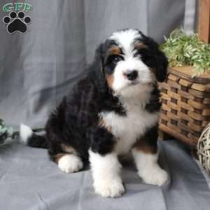 Finn, Bernedoodle Puppy