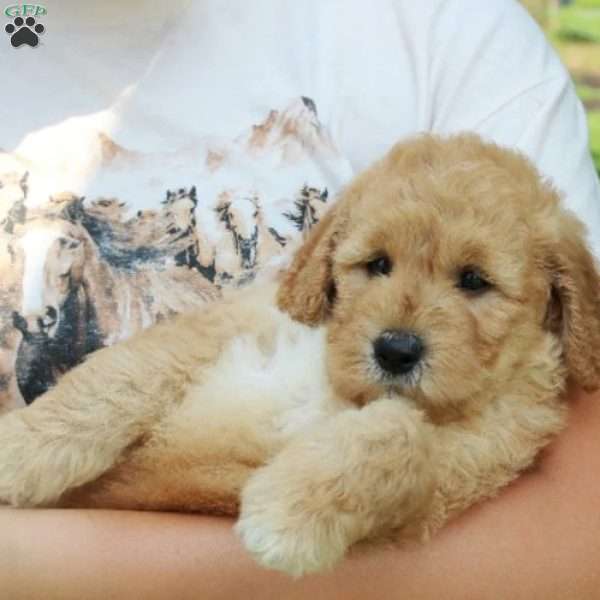 Finnegan, Mini Goldendoodle Puppy