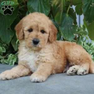 Finnegan, Mini Goldendoodle Puppy