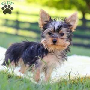 Fiona, Yorkie Puppy