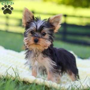 Fiona, Yorkie Puppy
