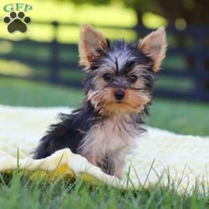 Fiona, Yorkie Puppy