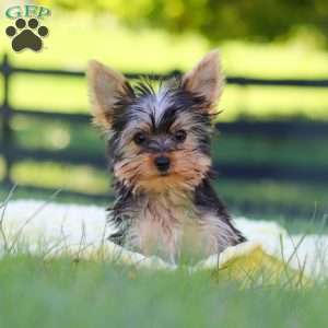Fiona, Yorkie Puppy