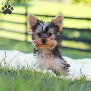 Fiona, Yorkie Puppy