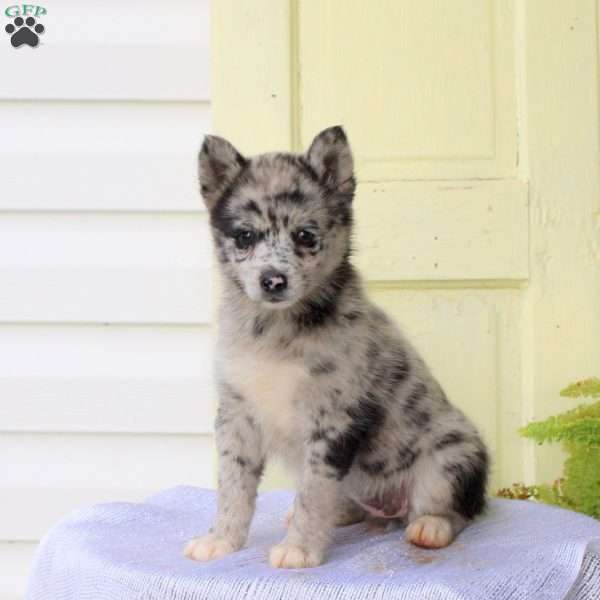 Fiona, Pomsky Puppy