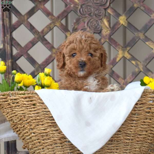 Fiona, Toy Poodle Puppy