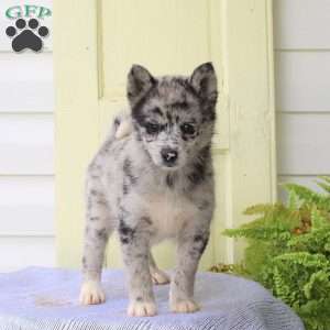 Fiona, Pomsky Puppy