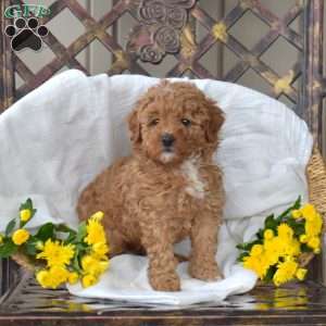 Fiona, Toy Poodle Puppy