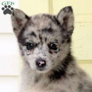 Fiona, Pomsky Puppy