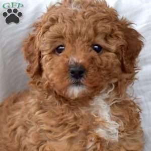 Fiona, Toy Poodle Puppy