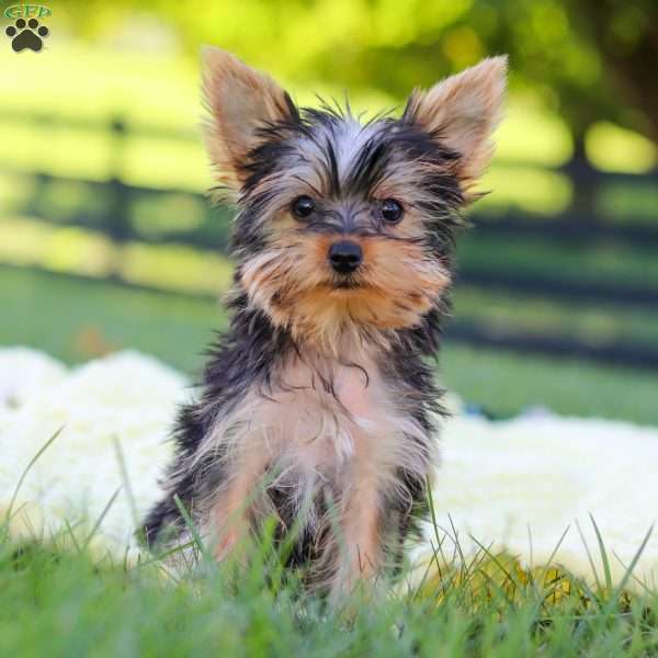 Fiona, Yorkie Puppy