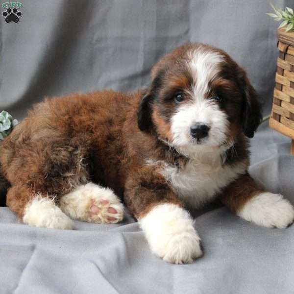 Fiona, Bernedoodle Puppy