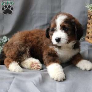 Fiona, Bernedoodle Puppy
