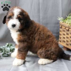 Fiona, Bernedoodle Puppy