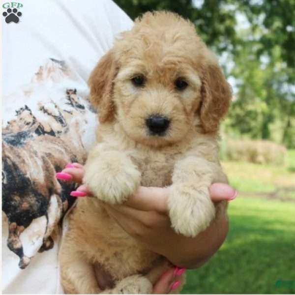 Fiona, Mini Goldendoodle Puppy