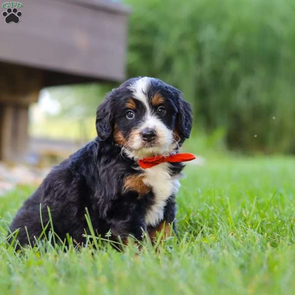 Fireball, Mini Bernedoodle Puppy