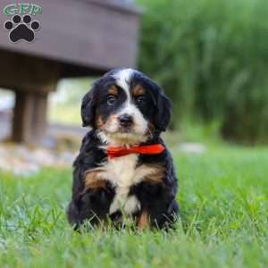 Fireball, Mini Bernedoodle Puppy
