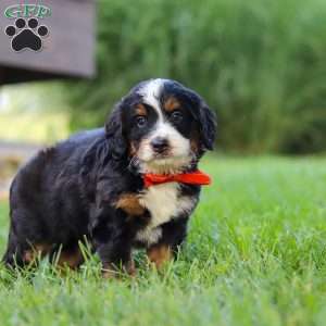Fireball, Mini Bernedoodle Puppy