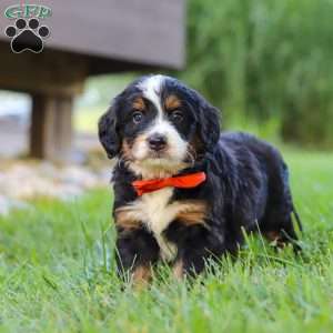 Fireball, Mini Bernedoodle Puppy