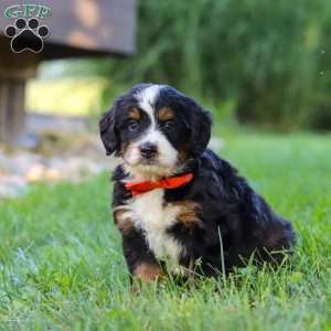 Fireball, Mini Bernedoodle Puppy