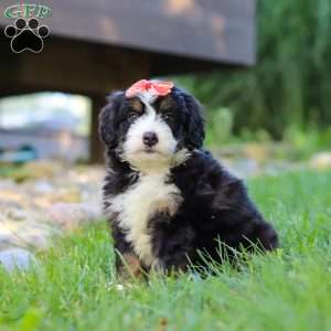 Firestar, Mini Bernedoodle Puppy