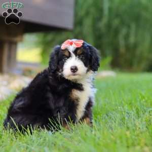 Firestar, Mini Bernedoodle Puppy