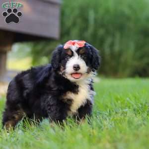 Firestar, Mini Bernedoodle Puppy