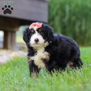 Firestar, Mini Bernedoodle Puppy