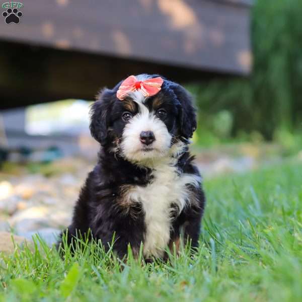 Firestar, Mini Bernedoodle Puppy