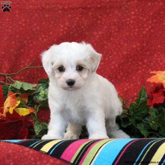 Flamingo (Maltipoo, Male) in Quarryville, PA