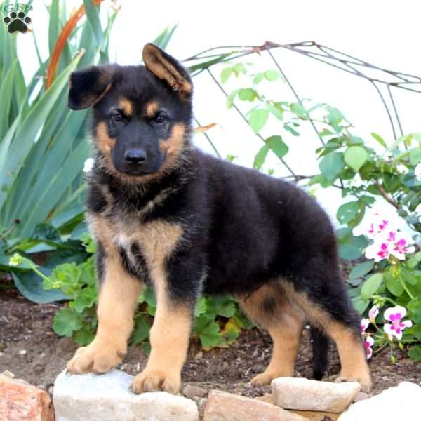 Flash, German Shepherd Puppy