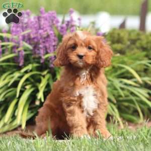 Flash, Cavapoo Puppy