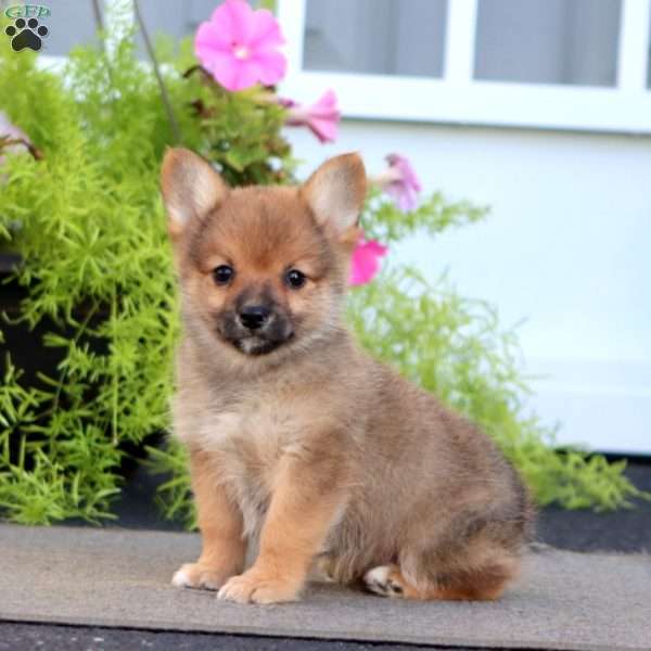 Flash, Pomeranian Mix Puppy
