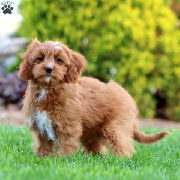 Flash, Cavapoo Puppy