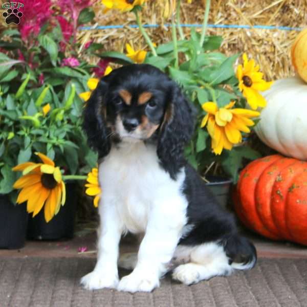 Flash, Cockalier Puppy