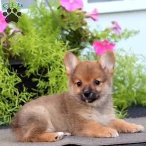 Flash, Pomeranian Mix Puppy