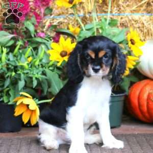 Flash, Cockalier Puppy