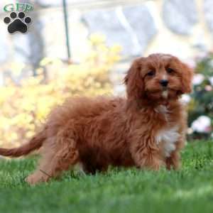 Flash, Cavapoo Puppy
