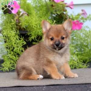 Flash, Pomeranian Mix Puppy