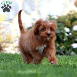 Flash, Cavapoo Puppy