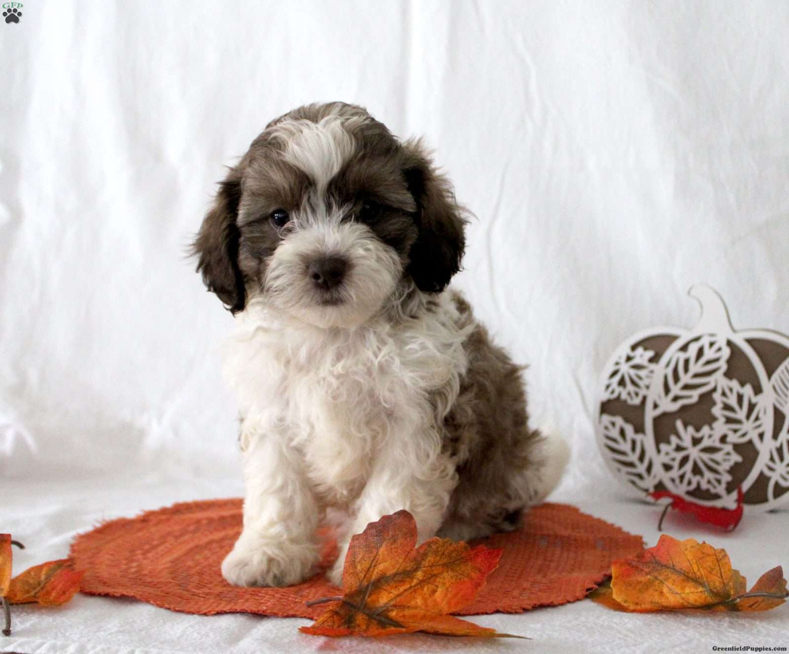 Flint (Teddy Bear, Male) in Farmville, VA