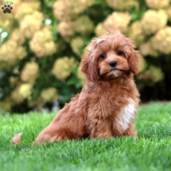Flint, Cavapoo Puppy