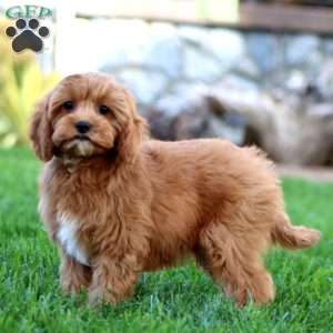 Flint, Cavapoo Puppy