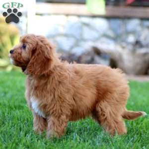 Flint, Cavapoo Puppy