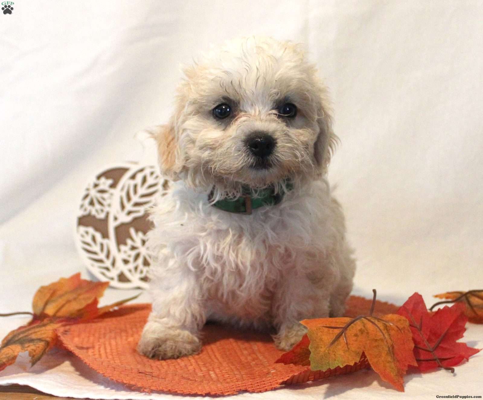 Flora (Teddy Bear, Female) in Farmville, VA