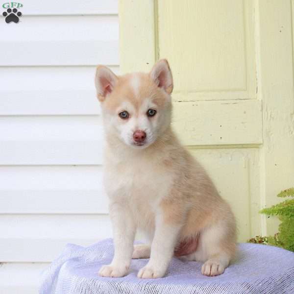 Frankie, Pomsky Puppy