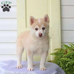 Frankie, Pomsky Puppy