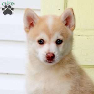 Frankie, Pomsky Puppy