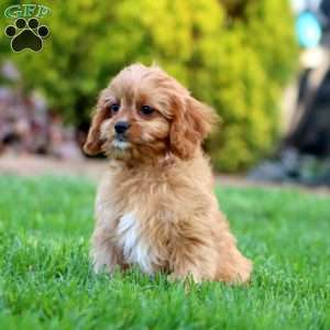 Frankie, Cavapoo Puppy